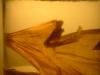 <img100*0:stuff/z/169023/Bat%2520in%2520a%2520Jar/i1259865223_24.jpg>