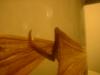 <img100*0:stuff/z/169023/Bat%2520in%2520a%2520Jar/i1259865223_26.jpg>