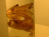 <img100*0:stuff/z/169023/Bat%2520in%2520a%2520Jar/i1259865223_27.jpg>