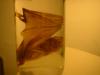 <img100*0:stuff/z/169023/Bat%2520in%2520a%2520Jar/i1259865223_28.jpg>