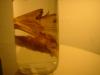 <img100*0:stuff/z/169023/Bat%2520in%2520a%2520Jar/i1259865223_29.jpg>