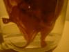 <img100*0:stuff/z/169023/Bat%2520in%2520a%2520Jar/i1259865223_30.jpg>