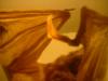 <img100*0:stuff/z/169023/Bat%2520in%2520a%2520Jar/i1259865223_31.jpg>