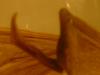 <img100*0:stuff/z/169023/Bat%2520in%2520a%2520Jar/i1259865223_32.jpg>