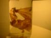 <img100*0:stuff/z/169023/Bat%2520in%2520a%2520Jar/i1259865223_33.jpg>