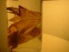 <img100*0:stuff/z/169023/Bat%2520in%2520a%2520Jar/i1259865223_34.jpg>