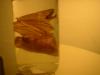 <img100*0:stuff/z/169023/Bat%2520in%2520a%2520Jar/i1259865223_35.jpg>