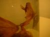 <img100*0:stuff/z/169023/Bat%2520in%2520a%2520Jar/i1259865223_37.jpg>
