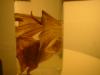 <img100*0:stuff/z/169023/Bat%2520in%2520a%2520Jar/i1259865223_40.jpg>