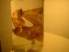 <img100*0:stuff/z/169023/Bat%2520in%2520a%2520Jar/i1259865223_41.jpg>