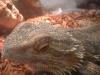 <img100*0:stuff/z/169023/Bearded%2520Dragon%252014/i1259623534_1.jpg>