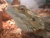 <img100*0:stuff/z/169023/Bearded%2520Dragon%252014/i1259623534_2.jpg>