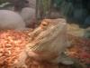 <img100*0:stuff/z/169023/Bearded%2520Dragon%252014/i1259623534_3.jpg>