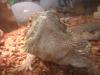 <img100*0:stuff/z/169023/Bearded%2520Dragon%252014/i1259623534_4.jpg>