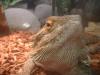 <img100*0:stuff/z/169023/Bearded%2520Dragon%252014/i1259623534_5.jpg>