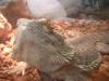 <img100*0:stuff/z/169023/Bearded%2520Dragon%252014/i1259623534_6.jpg>
