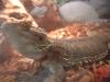 <img100*0:stuff/z/169023/Bearded%2520Dragon%252014/i1259623535_10.jpg>