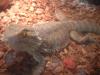 <img100*0:stuff/z/169023/Bearded%2520Dragon%252014/i1259623535_11.jpg>