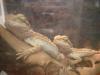 <img100*0:stuff/z/169023/Bearded%2520Dragon%252014/i1259623535_12.jpg>