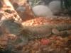 <img100*0:stuff/z/169023/Bearded%2520Dragon%252014/i1259623535_13.jpg>