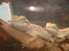 <img100*0:stuff/z/169023/Bearded%2520Dragon%252014/i1259623535_14.jpg>