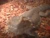 <img100*0:stuff/z/169023/Bearded%2520Dragon%252014/i1259623535_7.jpg>