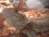 <img100*0:stuff/z/169023/Bearded%2520Dragon%252014/i1259623535_8.jpg>