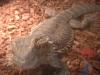 <img100*0:stuff/z/169023/Bearded%2520Dragon%252014/i1259623535_9.jpg>
