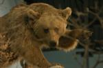 <img150*0:stuff/z/169023/Bears./i1283884638_1.jpg>