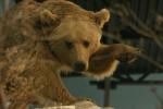 <img150*0:stuff/z/169023/Bears./i1283884638_10.jpg>