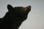 <img150*0:stuff/z/169023/Bears./i1283884638_11.jpg>