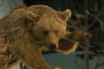 <img150*0:stuff/z/169023/Bears./i1283884638_2.jpg>