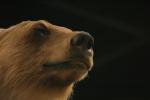 <img150*0:stuff/z/169023/Bears./i1283884638_3.jpg>