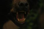 <img150*0:stuff/z/169023/Bears./i1283884638_4.jpg>
