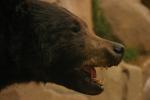 <img150*0:stuff/z/169023/Bears./i1283884638_5.jpg>