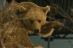 <img150*0:stuff/z/169023/Bears./i1283884638_6.jpg>