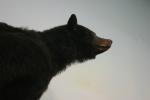 <img150*0:stuff/z/169023/Bears./i1283884638_7.jpg>