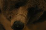 <img150*0:stuff/z/169023/Bears./i1283884638_8.jpg>