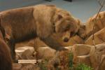 <img150*0:stuff/z/169023/Bears./i1283884638_9.jpg>