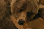 <img150*0:stuff/z/169023/Bears./i1283884639_12.jpg>