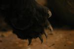 <img150*0:stuff/z/169023/Bears./i1283884639_13.jpg>