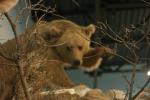 <img150*0:stuff/z/169023/Bears./i1283884639_14.jpg>