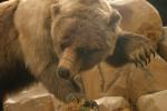 <img150*0:stuff/z/169023/Bears./i1283884639_15.jpg>