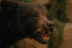 <img150*0:stuff/z/169023/Bears./i1283884639_16.jpg>