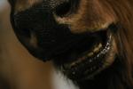 <img150*0:stuff/z/169023/Bears./i1283884639_18.jpg>