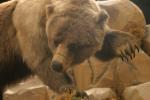 <img150*0:stuff/z/169023/Bears./i1283884639_19.jpg>