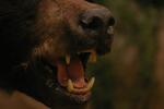<img150*0:stuff/z/169023/Bears./i1283884639_20.jpg>