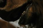 <img150*0:stuff/z/169023/Bears./i1283884639_21.jpg>