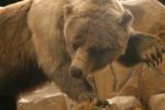 <img150*0:stuff/z/169023/Bears./i1283884639_22.jpg>