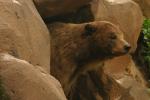 <img150*0:stuff/z/169023/Bears./i1283884640_23.jpg>